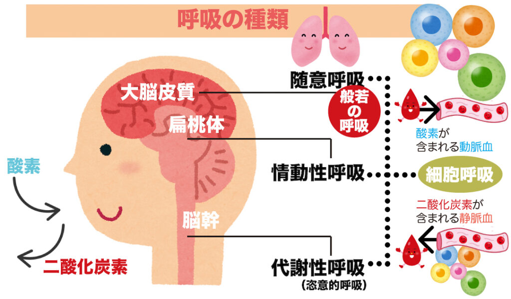 呼吸の種類